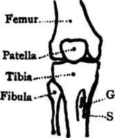 des os de le genou, ancien illustration. vecteur