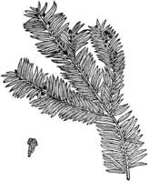 taxus brevifolia ancien illustration. vecteur