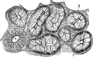 glande cellules de une chien, ancien illustration vecteur