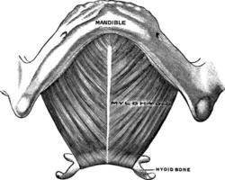 mylohyoïde muscle, ancien illustration. vecteur