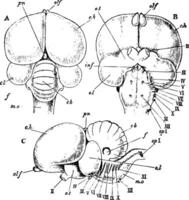 Roche Pigeon cerveau, ancien illustration vecteur