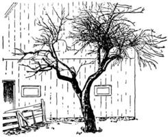 original mcintosh Pomme arbre ancien illustration. vecteur