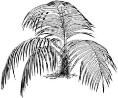 acanthophoenix crinière ancien illustration. vecteur