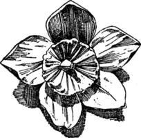 ellébore fleur est utilisé comme un ornement conception dans plat et le soulagement formes, ancien gravure. vecteur