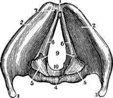 une vue de le larynx montrant le vocal les ligaments, ancien illustration vecteur