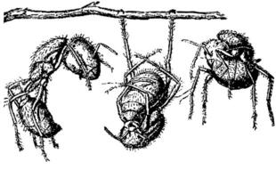 fourmis, ancien illustration. vecteur