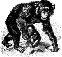 chimpanzé, ancien illustration. vecteur