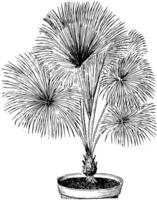 livistona rotundifolia ancien illustration. vecteur