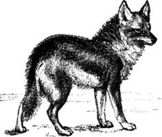 coyote, ancien illustration. vecteur