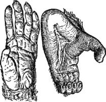 chimpanzé mains, ancien illustration. vecteur