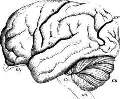 cerveau de le orang-outan, ancien illustration vecteur