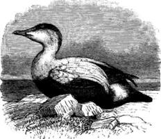 aîné canard, ancien illustration. vecteur