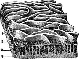 muqueux membrane de le jéjunum, ancien illustration. vecteur