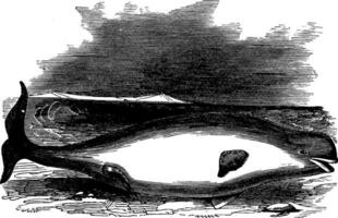 béluga baleine, ancien illustration. vecteur