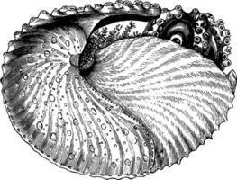 argonaute dans coquille, ancien illustration. vecteur