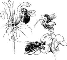 les abeilles visite fleurs, ancien illustration. vecteur