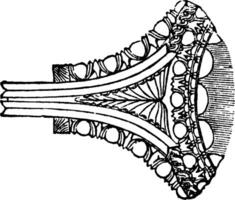 plan de ionique ante Capitale de le temple de minerva Polias à Athènes, âge, ancien gravure. vecteur