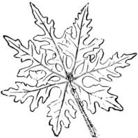 feuille de ipomoea sinuate ancien illustration. vecteur