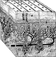 agrandie image de le peau, ancien illustration. vecteur