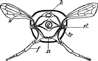 insecte section, ancien illustration. vecteur