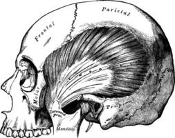 temporel muscle, ancien illustration. vecteur