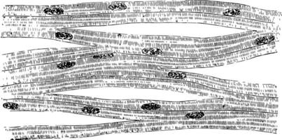 musclé fibre montrant le noyaux de le muscle les corpuscules, ancien illustration vecteur