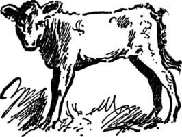 vache, ancien illustration. vecteur