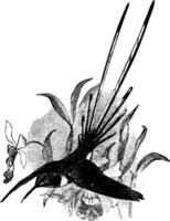 péruvien sheartail, ancien illustration. vecteur