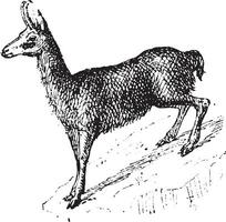 chamois, ancien gravure. vecteur