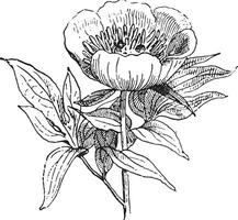 paeonia ou pivoine, ancien gravure. vecteur