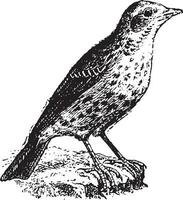 pipit, ancien gravure. vecteur