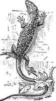 lézard, ancien gravure vecteur