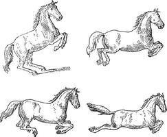 classique cheval dressage mouvements, ancien gravure vecteur