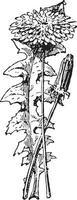 pissenlit ou taraxacum, ancien gravure. vecteur