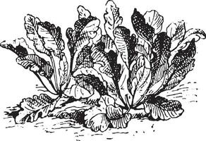 lépidium latifolium, ancien gravure. vecteur