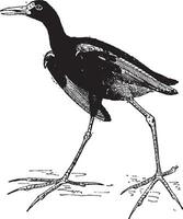 Jacana ou Jésus des oiseaux, ancien gravure. vecteur