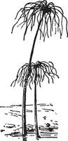 papyrus plante ou cyperus papyrus, ancien gravure. vecteur