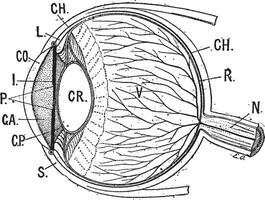 iris, ancien gravure. vecteur