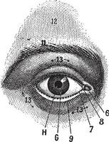 externe vue de le Humain œil, ancien gravure vecteur