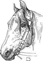 cheval licol et bit embouchure, ancien gravure vecteur