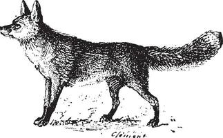 Renard, ancien gravure. vecteur