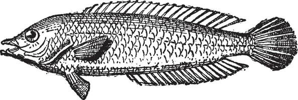 poisson perroquet ou scarus sp., ancien gravure vecteur