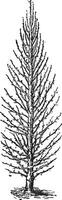 poire arbre ou pyrus sp., ancien gravure vecteur