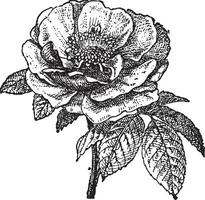 Rose de Provins, ancien gravure. vecteur