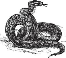python ancien gravure vecteur