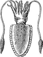 calamar ou teuthida, ancien gravure vecteur