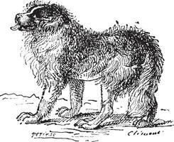 Terre-Neuve chien, ancien gravure. vecteur