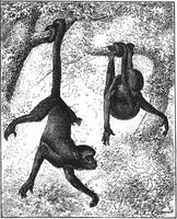 araignée singe ou atèles sp., ancien gravure vecteur