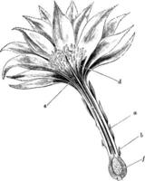 longitudinal section de fleur de phyllocactus ancien illustration. vecteur