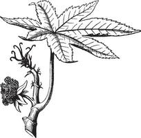 illustration vintage de plante de ricin. vecteur